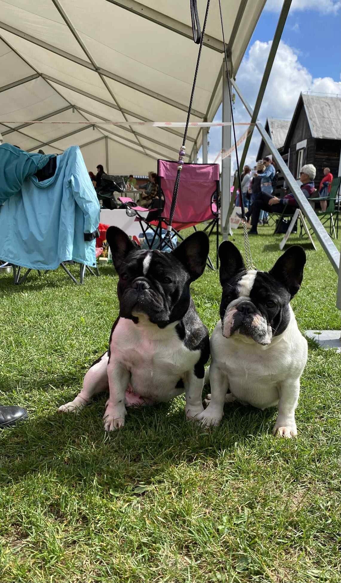 Ishi a Iava Flash Frenchies